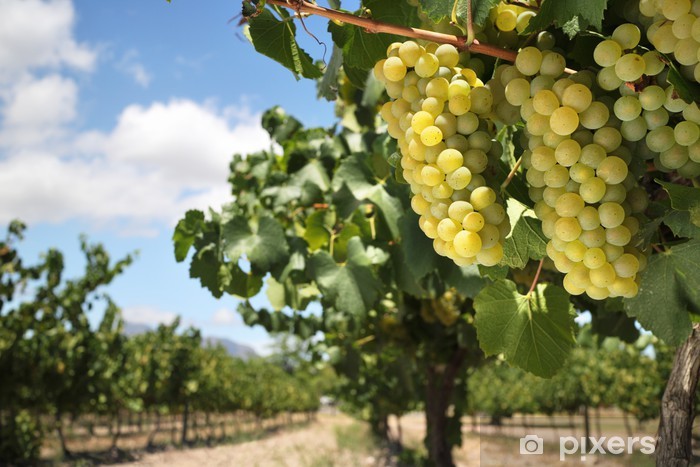 Chardonnay grapes on vine in vineyard